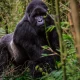 starting-uganda-tour-from-rwanda-with-gorillas