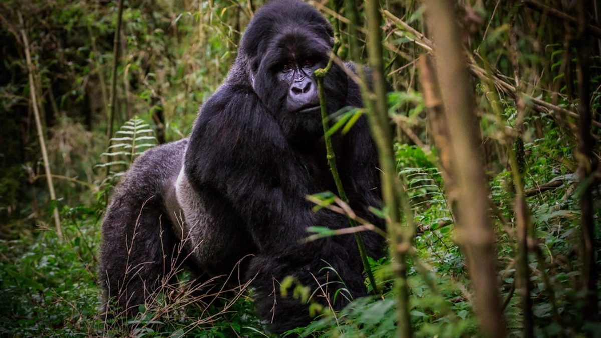 starting-uganda-tour-from-rwanda-with-gorillas