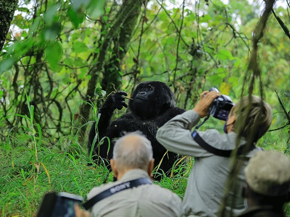 2-days-bwindi-gorilla-trek