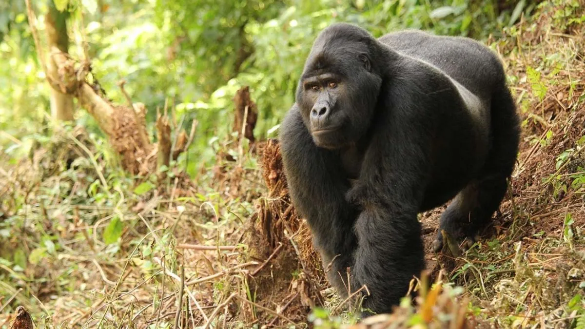 kigali-to-uganda-for-gorilla-trekking-in-uganda