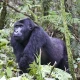 two-days-gorilla-trekking-in-mgahinga-starting-from-kigali