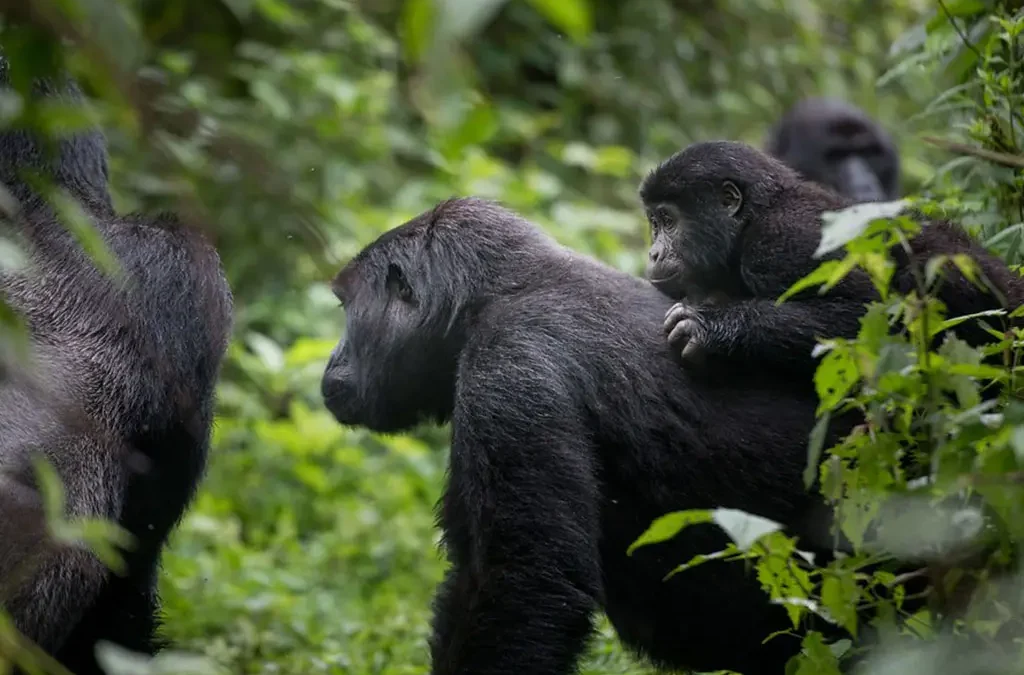 gorilla-trekking-for-families-in-bwindi