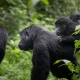 gorilla-trekking-for-families-in-bwindi