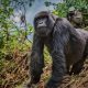 5-days-gorilla-and-wildlife-safari-from-kigali