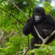 landing-in-kigali-but-trek-gorillas-in-uganda