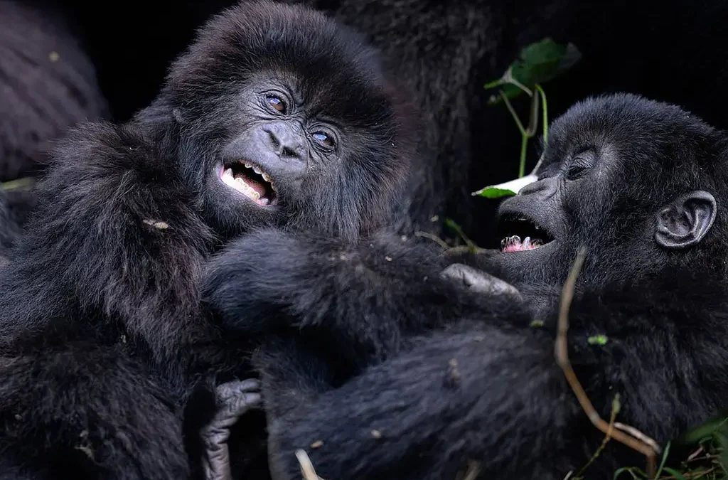 can-i-start-my-gorilla-trekking-tour-in-uganda-from-rwanda