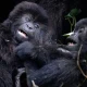 can-i-start-my-gorilla-trekking-tour-in-uganda-from-rwanda
