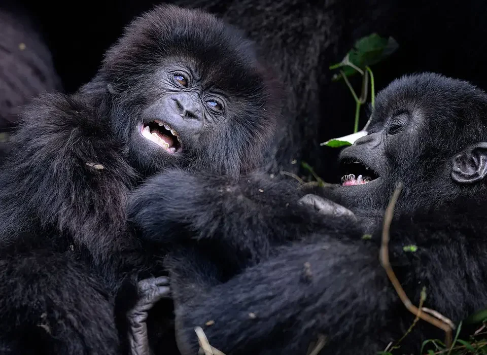 can-i-start-my-gorilla-trekking-tour-in-uganda-from-rwanda