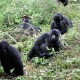 1-day-gorilla-trek-in-uganda-starting-from-rwanda