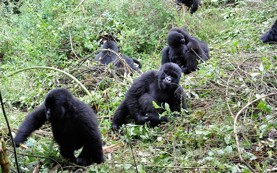 1-day-gorilla-trek-in-uganda-starting-from-rwanda