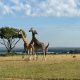 best-national-parks-for-family-safaris-in-uganda