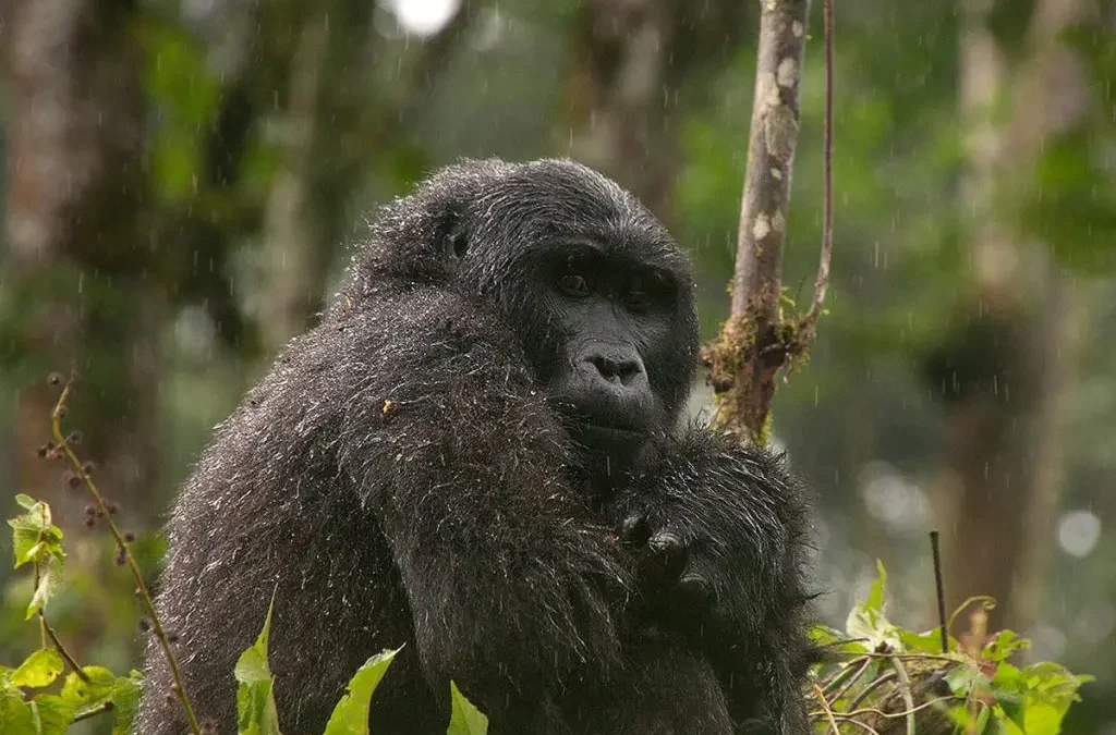 starting-my-gorilla-trekking-in-uganda-from-kigali