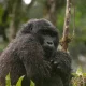 starting-my-gorilla-trekking-in-uganda-from-kigali