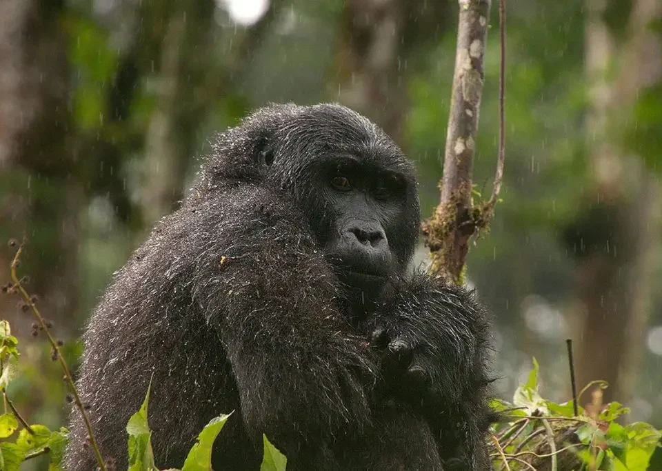 starting-my-gorilla-trekking-in-uganda-from-kigali