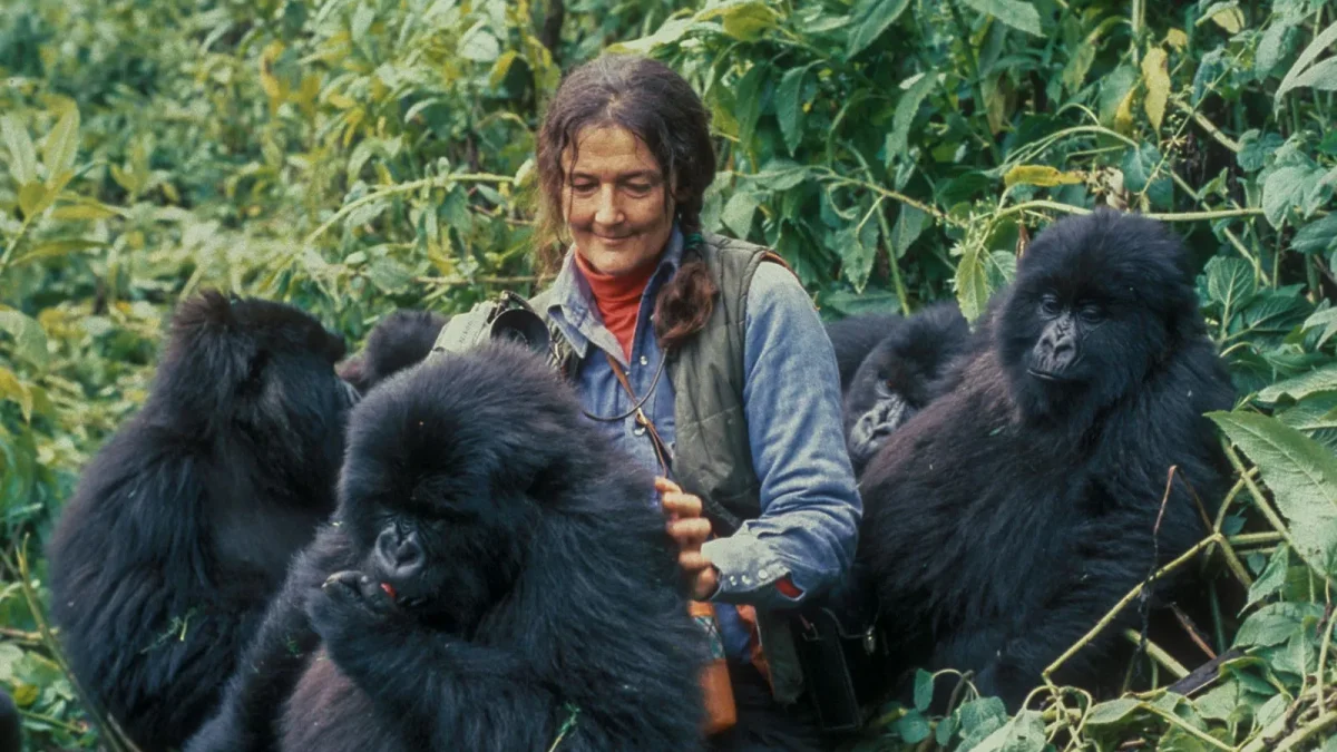 uganda-gorilla-trekking-tour-from-kigali-rwanda