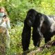 gorilla-trekking-in-uganda-via-kigali
