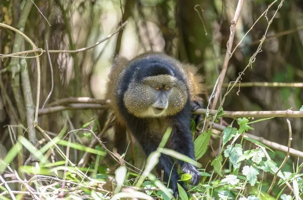 uganda-wildlife-safari-starting-in-kigali