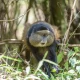 uganda-wildlife-safari-starting-in-kigali