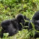 landing-in-kigali-for-bwindi-gorilla-trekking