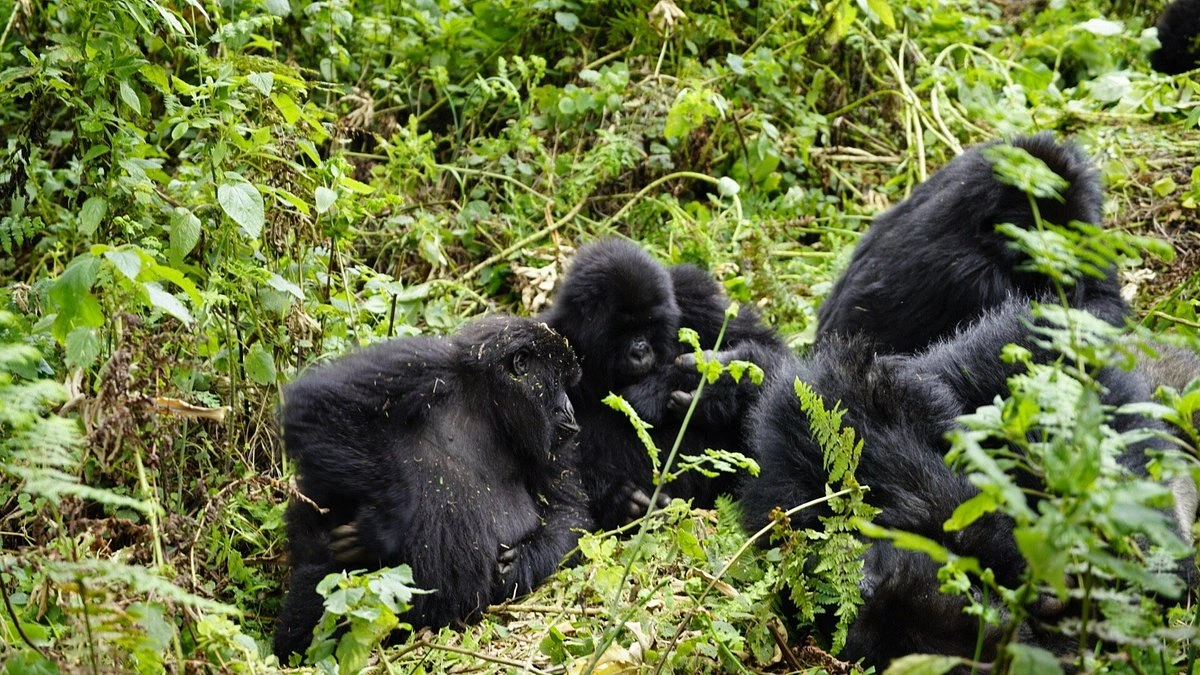 landing-in-kigali-for-bwindi-gorilla-trekking