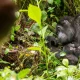 one-day-gorilla-tour-in-mgahinga-starting-from-musanze-rwanda