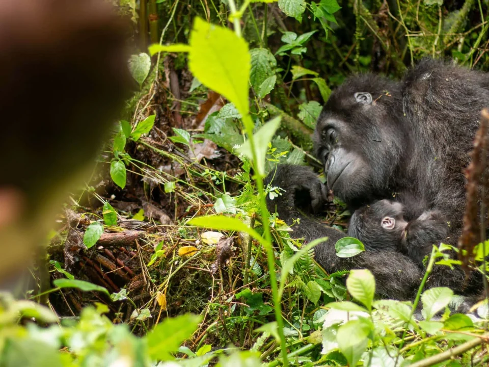 one-day-gorilla-tour-in-mgahinga-starting-from-musanze-rwanda