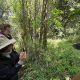 gorilla-and-chimpanzee-safari-in-uganda