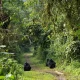 gorilla-trekking-with-chimps-tour-in-uganda