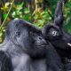 popular-gorilla-and-chimpanzee-tracking-tours