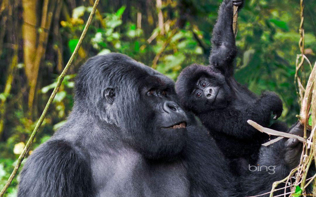 popular-gorilla-and-chimpanzee-tracking-tours